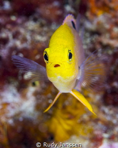 DAMSEL by Rudy Janssen 